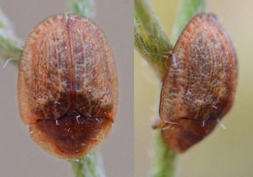 Réf. 307 269 : Hypocassida subferruginea